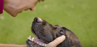 homeless dog video, pet adoption, dog adoption