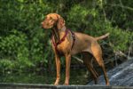 Vizsla_standing_Rosie_harness