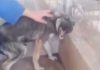 abused dog cries when touched rescued