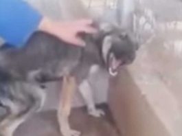 abused dog cries when touched rescued
