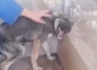 abused dog cries when touched rescued