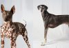 american kennel club new breeds sloughi and american hairless terrier