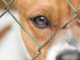 animal abandonment aspca