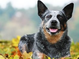 best watchdog breeds