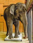 worst zoos for elephants