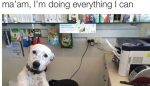 funny dog memes