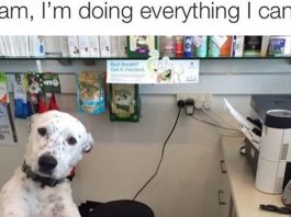 funny dog memes