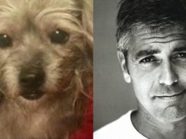 george clooney adopts dog