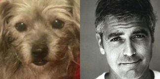 george clooney adopts dog