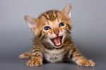 Bengal kitten on grey background