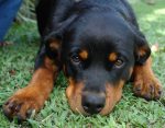 rottweiler facts