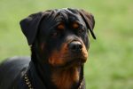 rottweiler facts