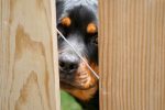 rottweiler dog facts