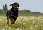 rottweiler best watchdogs