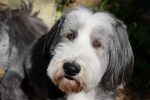 Dog, bearded collie