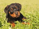 rottweiler facts