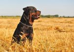 rottweiler facts