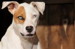 facts about pit bulls