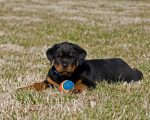 rottweiler facts