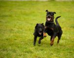 rottweiler facts