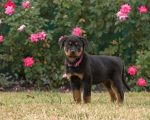 rottweiler facts