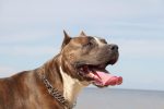 info about pit bulls