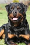 rottweiler facts