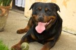 rottweiler facts