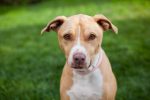 facts about pit bulls