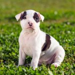 pit bull information