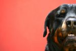 rottweiler facts