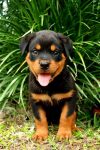 rottweiler facts