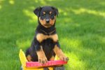 rottweiler facts