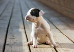 pit bull puppy facts