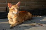 oriental shorthair cat