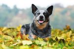 australian cattle dog best watchdogs