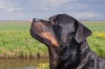 rottweiler facts