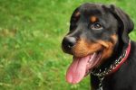 rottweiler facts