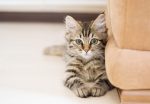 Here’s a list of hypoallergenic cats for those of you suffering from allergies!