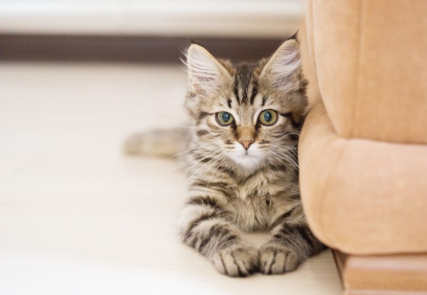 Here's a list of hypoallergenic cats for those of you suffering from allergies! 
