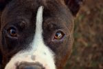 pit bull breed information