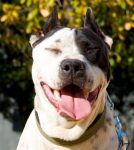 information about pit bulls