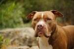 facts about pit bulls