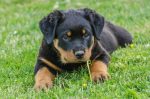 rottweiler information