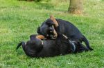 rottweiler information