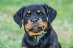 rottweiler information