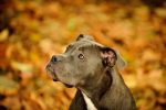 about pit bulls