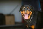 rottweiler information