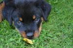 rottweiler information