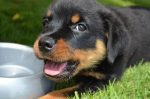 rottweiler information